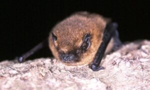Chauve-souris