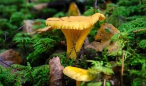 Chanterelle